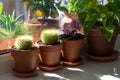 Houseplants - Mammillaria cactus, flowering Saintpaulia mini, Epipremnum in terracota clay pot on windowsill at home