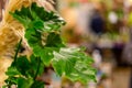 houseplants market  selling flower arrangement Royalty Free Stock Photo