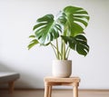 Houseplants monstera in a pots on a wooden stand against a wall in an empty room. Generative AI. The concept of minimalistic
