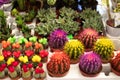 Houseplants. Multicolored cacti or succulents in small pots, yellow, pink, orange and red. Various types Mini cactus flower plants Royalty Free Stock Photo