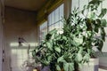 Houseplants near a window, placed in an interior space dedicated to reading