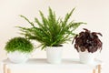 houseplants Nephrolepis, peperomia caperata, Soleirolia soleirolii in white flowerpots Royalty Free Stock Photo