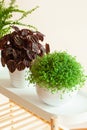 Houseplants Nephrolepis, peperomia caperata, Soleirolia soleirolii in white flowerpots Royalty Free Stock Photo