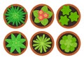 Houseplants in pots top view, indoor flowers. Vector