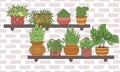 Houseplants in pots on wooden home shelves against brick wall background