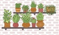 Houseplants in pots on wooden home shelves against brick wall background