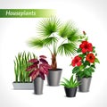 Houseplants Realistic Composition