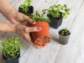 Houseplants roots begin to appear through the bottom of the pot.