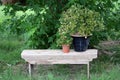 Houseplants on rustic bench