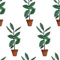 Houseplants seamless pattern