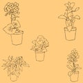 Houseplants. Sketch by hand. Pencil drawing by hand. Vector image. The image is thin lines. Vintage