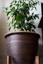 Houseplants small tree in a large ceramic pot. Green interior design Royalty Free Stock Photo