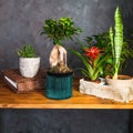 Houseplants in stylish dark interior. Potted plants on wooden table. Home decor.