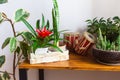 Houseplants on table in stylish interior. Potted plants, home garden.