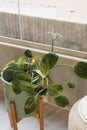 Houseplants in white pot near window. Home gardening, greenery, interior design with plants Royalty Free Stock Photo