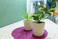 Houseplants in white pots on a table close-up. Plant care concept. Hobby. Home garden, plants, home interior