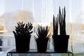 Houseplants on a window sill in a dark room. Not enough light for house plants concept. Royalty Free Stock Photo