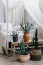 Houseplants on wooden bench in bedroom with bohemian interior style