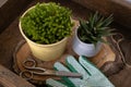 houseplants on wooden table, concept of Floral Aesthetics, indoor greenery and positive impact of plants on indoor environment,