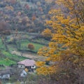 Houses with colored trees in autumn Royalty Free Stock Photo