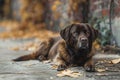 A houses concrete haven, a contented dark brown dog lounges