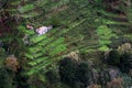 Houses on cultivated terraced fields on the hill on the island of Madeira.