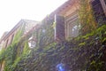 Houses full of ivy in a wall