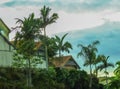 Houses on a hill in Brisbane Australia suburb with palm trees against a turquoise and white sunrise sky Royalty Free Stock Photo