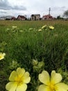 The houses near the plain with yelow flowers