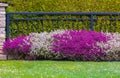 Houses in suburb with Spring Blossom in the north America. Luxury houses with pink coloured landscape Royalty Free Stock Photo