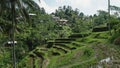 Houses and terraces at tegallang rice terraces, bali Royalty Free Stock Photo