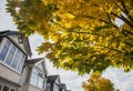 Houses and trees.