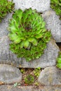 Housleek or Sempervivum tectorum