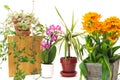 Housplants close up. Small indoor flowers, Orchid, Dracaena, Star of Bethlehem, Inch plant