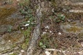 Houstonia or bluets in the forest