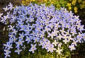 Houstonia caeruela Least Bluet, a tiny lavender ground cover wildflower blooming in spring