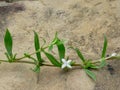 Houstonia Purpurea or Venus' pride, woodland bluet flower and stem