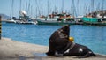 Hout Bay, South Africa, A seal posing on the harbour wall.