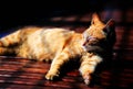 Tha Lazy and cute cat in Houtong Cat Village Royalty Free Stock Photo