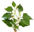 Houttuynia cordata fish herb Royalty Free Stock Photo