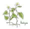 Houttuynia cordata, fish mint, fish leaf, rainbow plant, chameleon plant, heart leaf, fish wort, or Chinese lizard tail