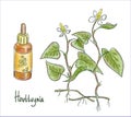 Houttuynia cordata, fish mint, fish leaf, rainbow plant, chameleon plant, heart leaf, fish wort, or Chinese lizard tail