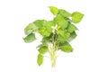 Houttuynia cordata Royalty Free Stock Photo