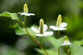 Houttuynia cordata Royalty Free Stock Photo