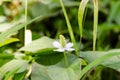 Houttuynia cordata Royalty Free Stock Photo