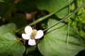 Houttuynia cordata