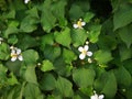 Houttuynia cordata Royalty Free Stock Photo