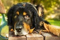 Male hovawart black and gold portrait,watching the dry leaves fall on him