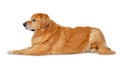 Hovawart dog Royalty Free Stock Photo