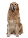 Hovawart dog, sitting with mouth open